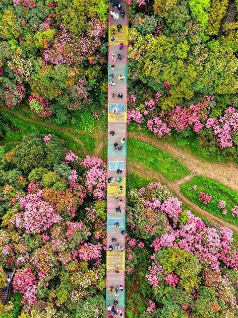 สวนโรโดเดนดรอนไบ่หลี่ ภาพที่ 6