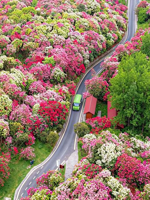 สวนโรโดเดนดรอนไบ่หลี่ ภาพที่ 7