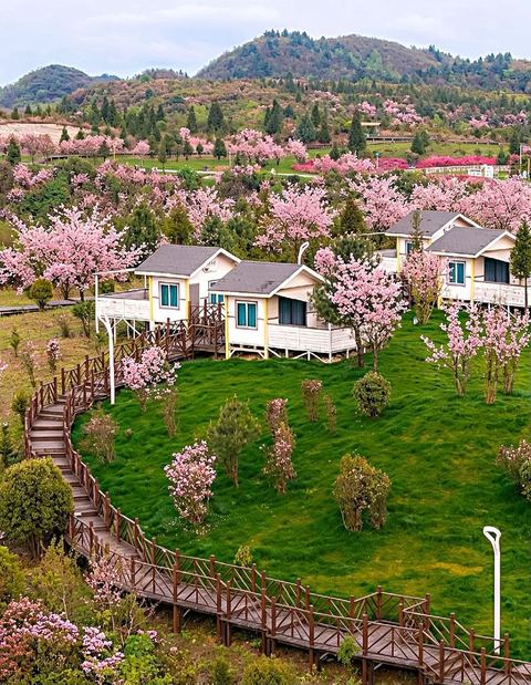 สวนโรโดเดนดรอนไบ่หลี่ ภาพที่ 8
