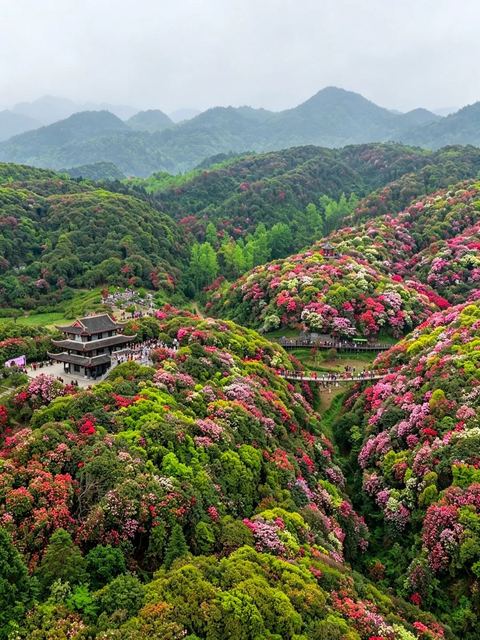 สวนโรโดเดนดรอนไบ่หลี่ ภาพที่ 9