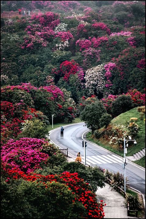 สวนโรโดเดนดรอนไบ่หลี่ ภาพที่ 12