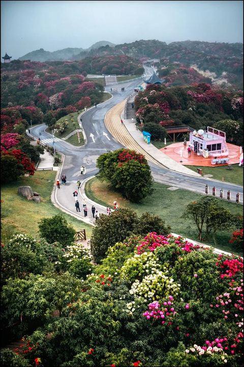 สวนโรโดเดนดรอนไบ่หลี่ ภาพที่ 14