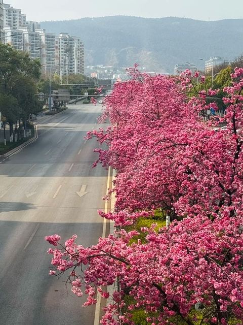 เมืองซากุระคุนหมิง ภาพที่ 8