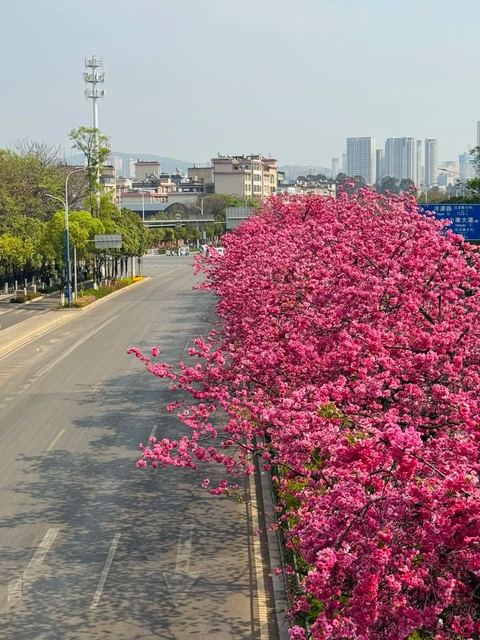 เมืองซากุระคุนหมิง ภาพที่ 10