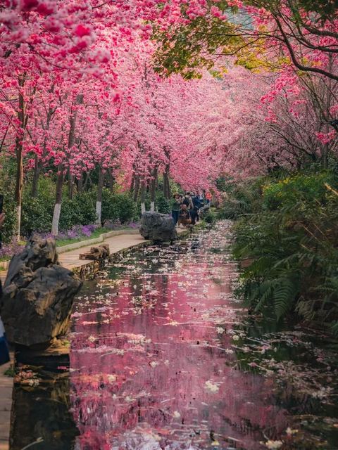 เมืองซากุระคุนหมิง ภาพที่ 18