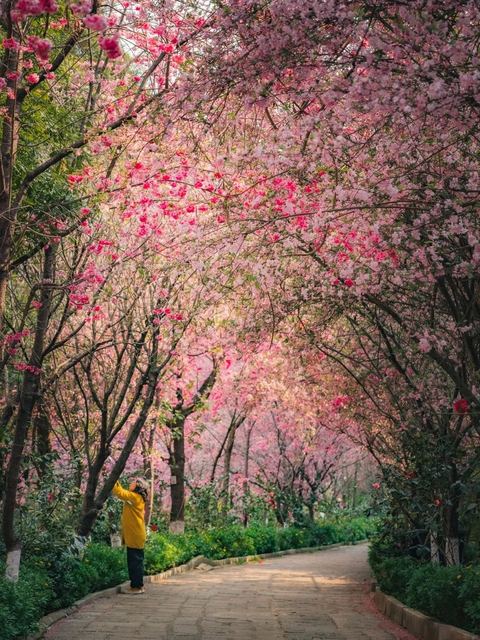 เมืองซากุระคุนหมิง ภาพที่ 19