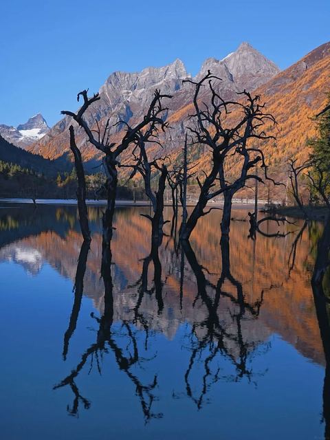 ป่าสนแดง ภาพที่ 5